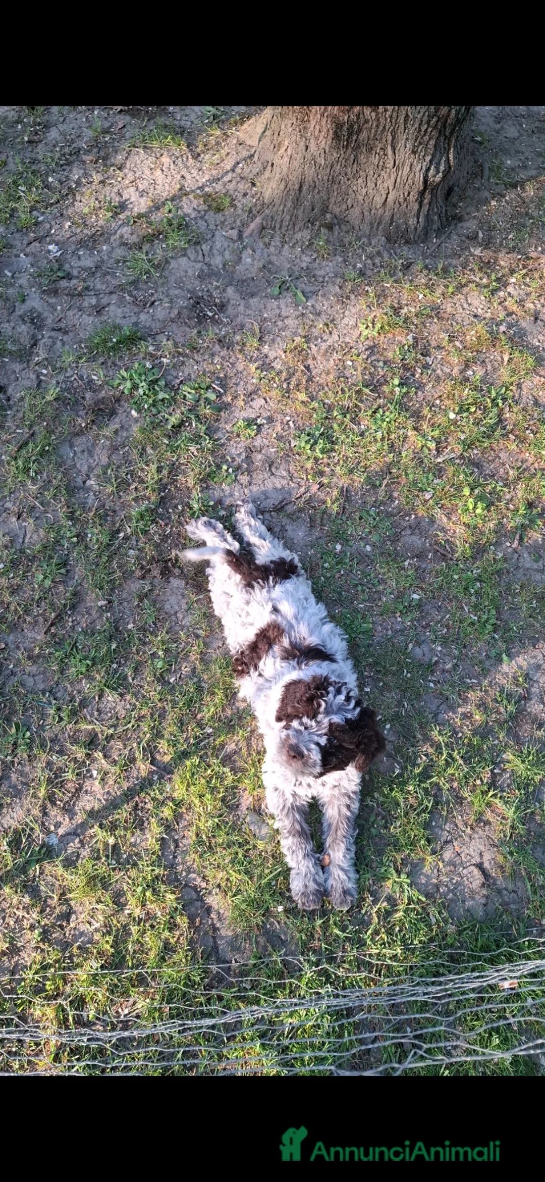 Lagotto cani in vendita: Cucciolo di Lagotto a Città Metropolitana di Bologna - Annuncio 2