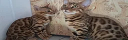 Bengala gatti in vendita: Bengala cucciole a Provincia di Treviso - Annuncio 2