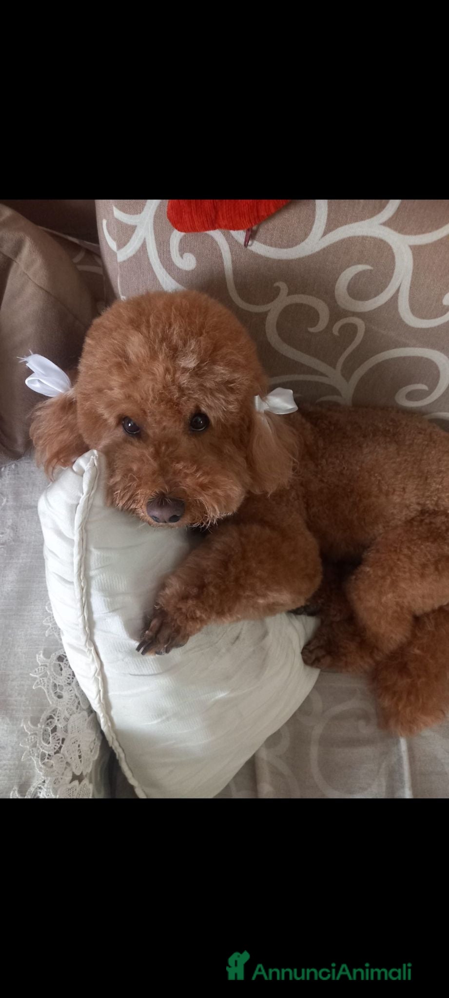 Meticcio cani in vendita: Barboncino cercano casa 2 femmine  - Annuncio 1