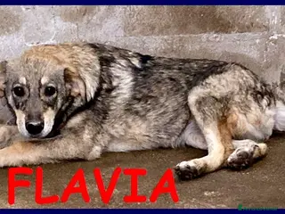 Meticcio cani FLAVIA sui 3 anni una timidina - Annuncio 20