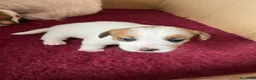 Jack Russell cani in vendita: Cuccioli Jack Russel Terrier Alta genealogia  - Annuncio 8