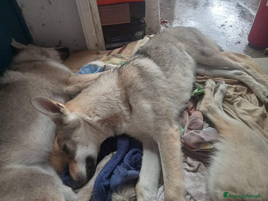 Lupo Cecoslovacco cani in regalo: LUPO CECOSLOVACCO - Annuncio 4