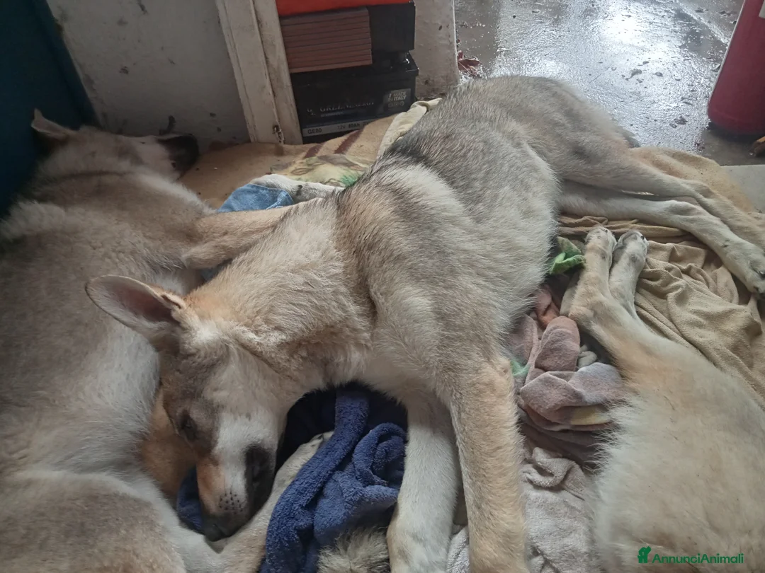 Lupo Cecoslovacco cani in regalo: LUPO CECOSLOVACCO - Annuncio 4