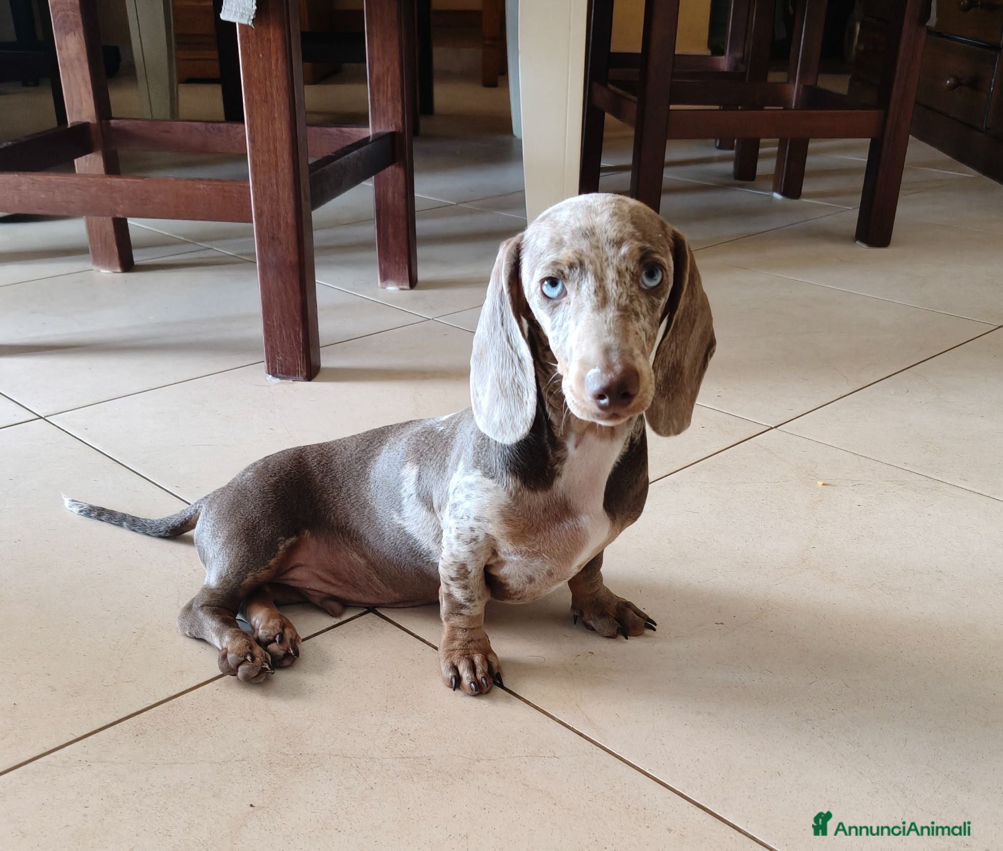 Bassotto cani Bassotti isabella  - Annuncio 15