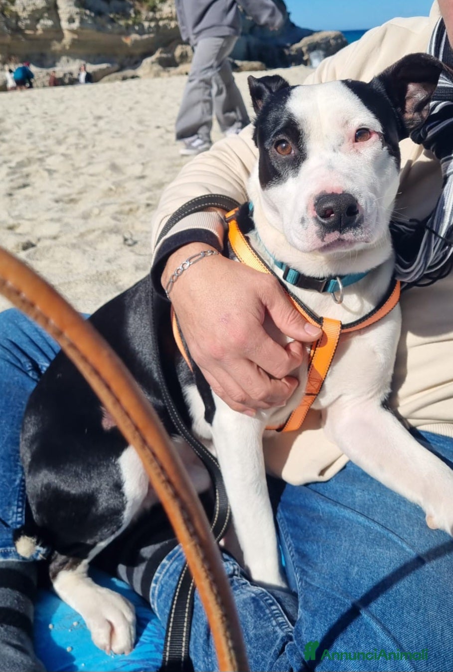 Meticcio cani MERAVIGLIOSO CUCCIOLO JACK - Annuncio 2