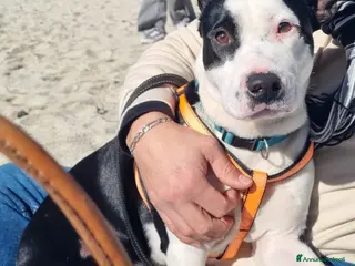 Meticcio cani MERAVIGLIOSO CUCCIOLO JACK - Annuncio 4