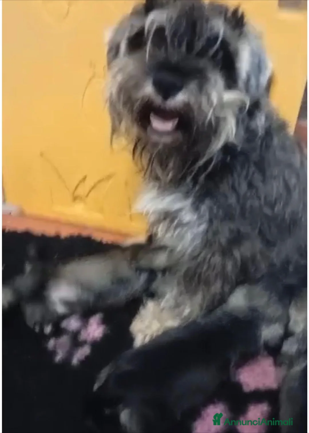 Mini Schnauzer cani in vendita: Cuccioli Zwergschnauzer pepe e sale - Annuncio 8