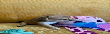 Chihuahua 1