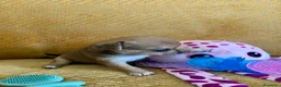 Chihuahua cani in vendita: Quattro enormi dispenser di tenerezza  a Città metropolitana di Cagliari - Annuncio 3