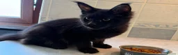 Maine Coon gatti in vendita: Gatto Maine Coon Black Smoke maschio - Annuncio 3