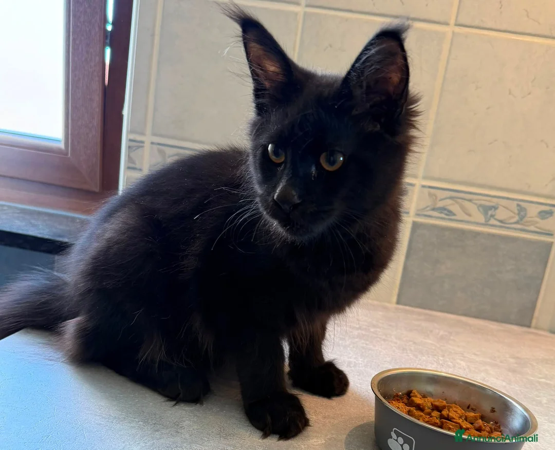 Maine Coon gatti in vendita: Gatto Maine Coon Black Smoke maschio - Annuncio 3