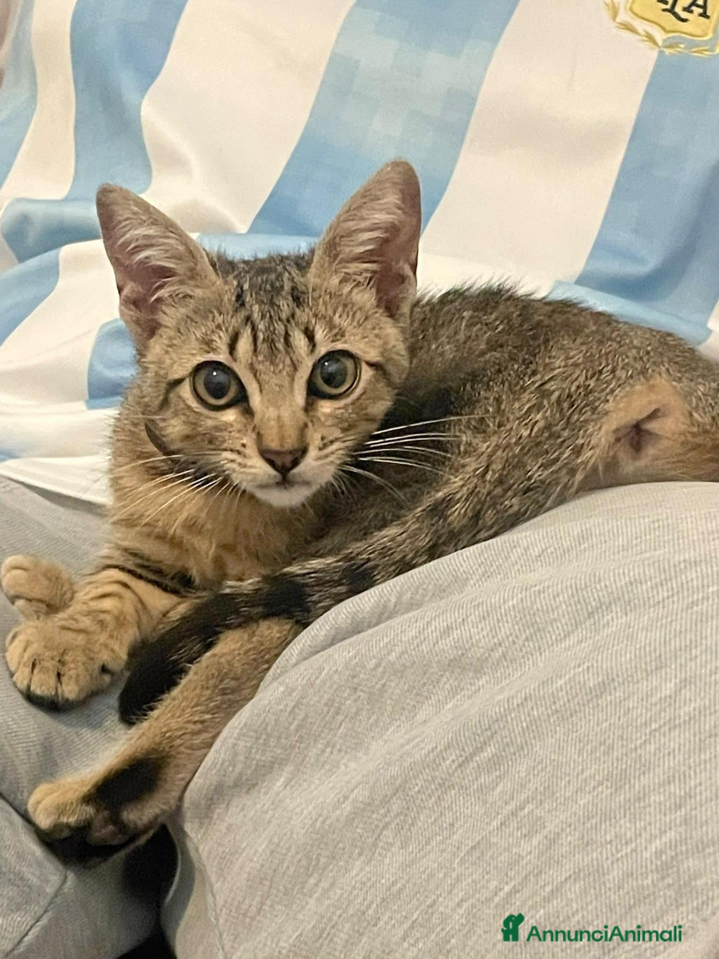 Meticcio gatti Dolcissima micina di 3 mesi - Annuncio 6