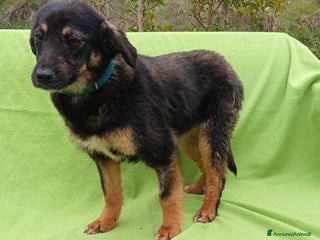 Altre razze cani Elsa, taglia piccola, 11 mesi, cerca casa a Città metropolitana di Roma Capitale - Annuncio 19