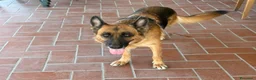 Pastore Tedesco cani in regalo: Fabia: equilibrata, socievole, affettuosa  - Annuncio 3