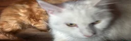 Maine Coon gatti in vendita: Cuccioli maine coon (Lestat X Hvitt Lys) - Annuncio 12