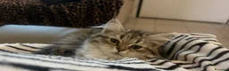 Scottish gatti in vendita: Maschietto scottish straight  - Annuncio 3
