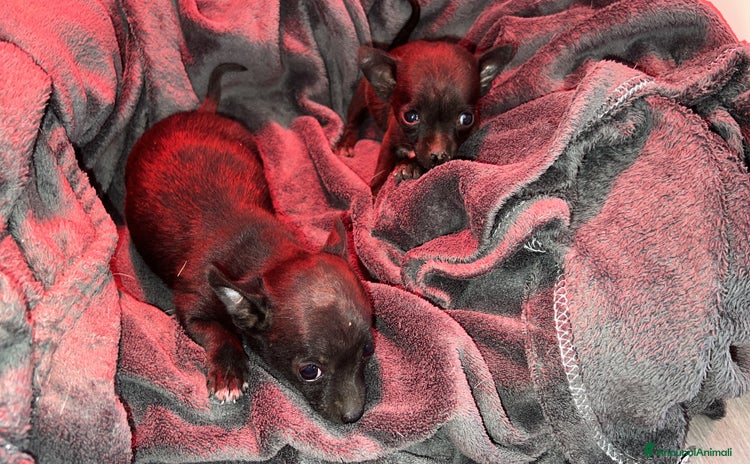 Chihuahua cani a Città Metropolitana di Napoli - Annuncio 10
