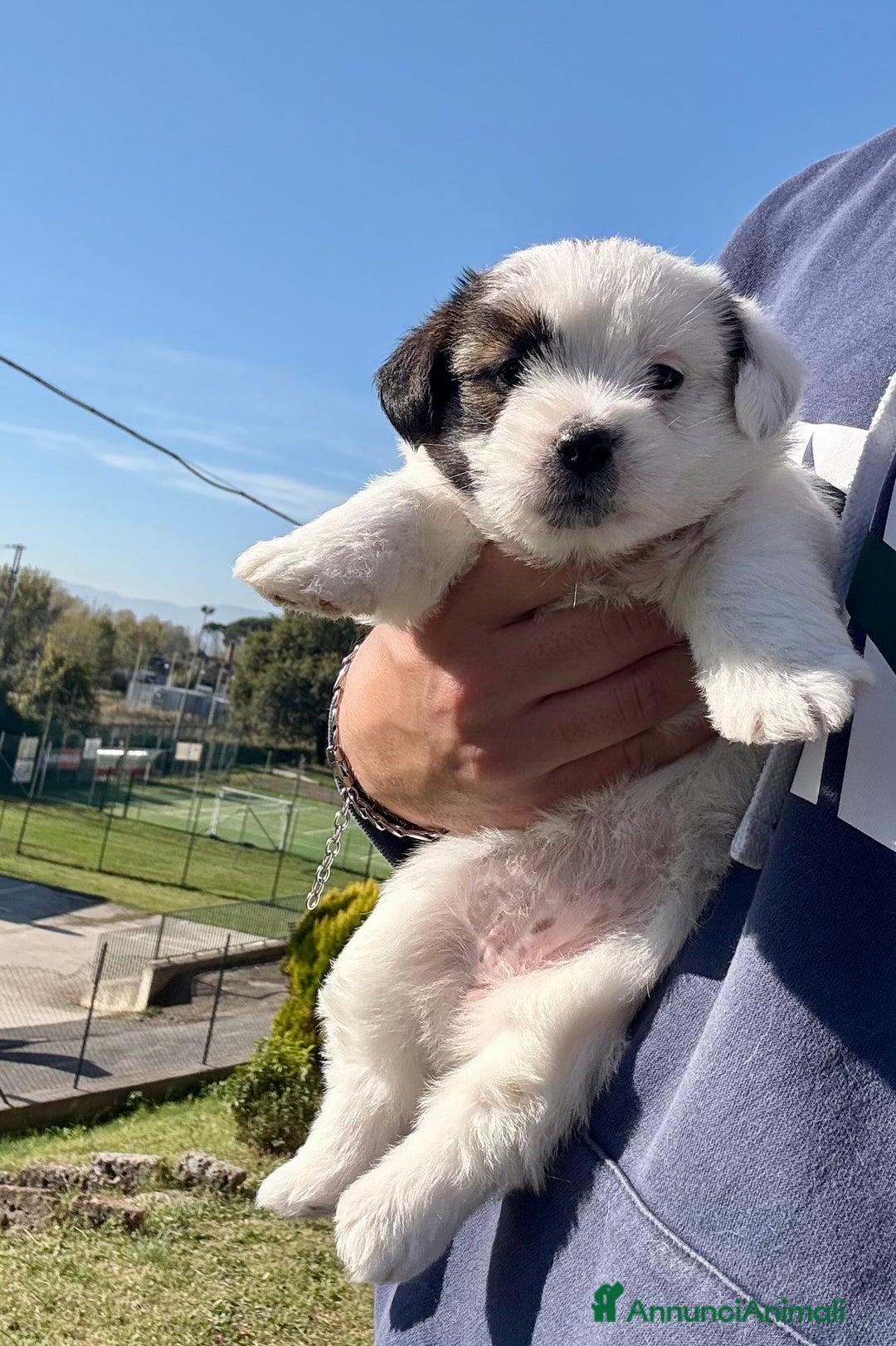 Jack Russell cani in vendita: Jack Russell alta genealogia  - Annuncio 3