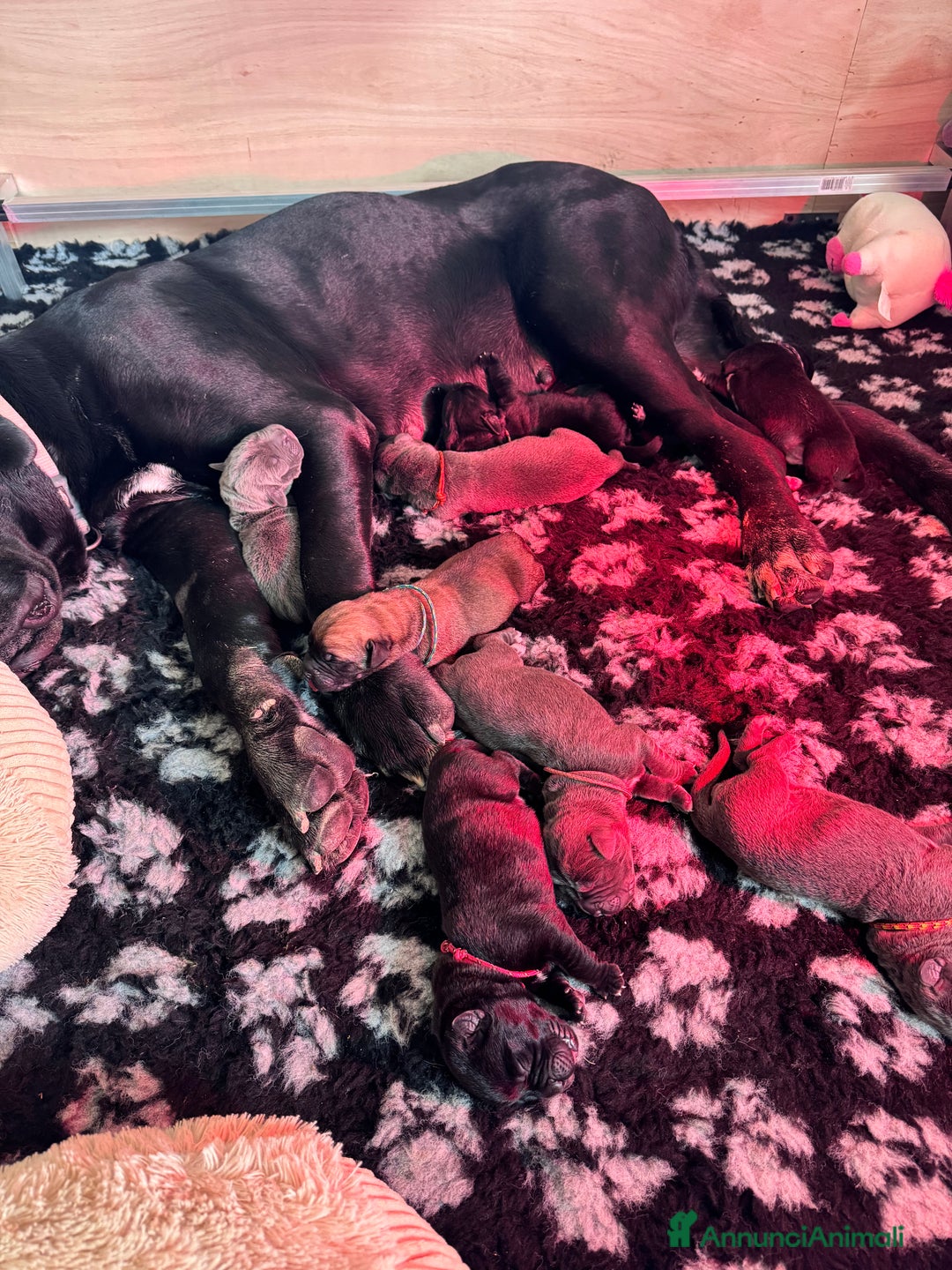 Cane Corso cani in vendita: Cane corso - Annuncio 2