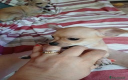 Chihuahua cani in vendita: Chihuahua Cuccioli stupendi a Città metropolitana di Roma Capitale - Immagine 4
