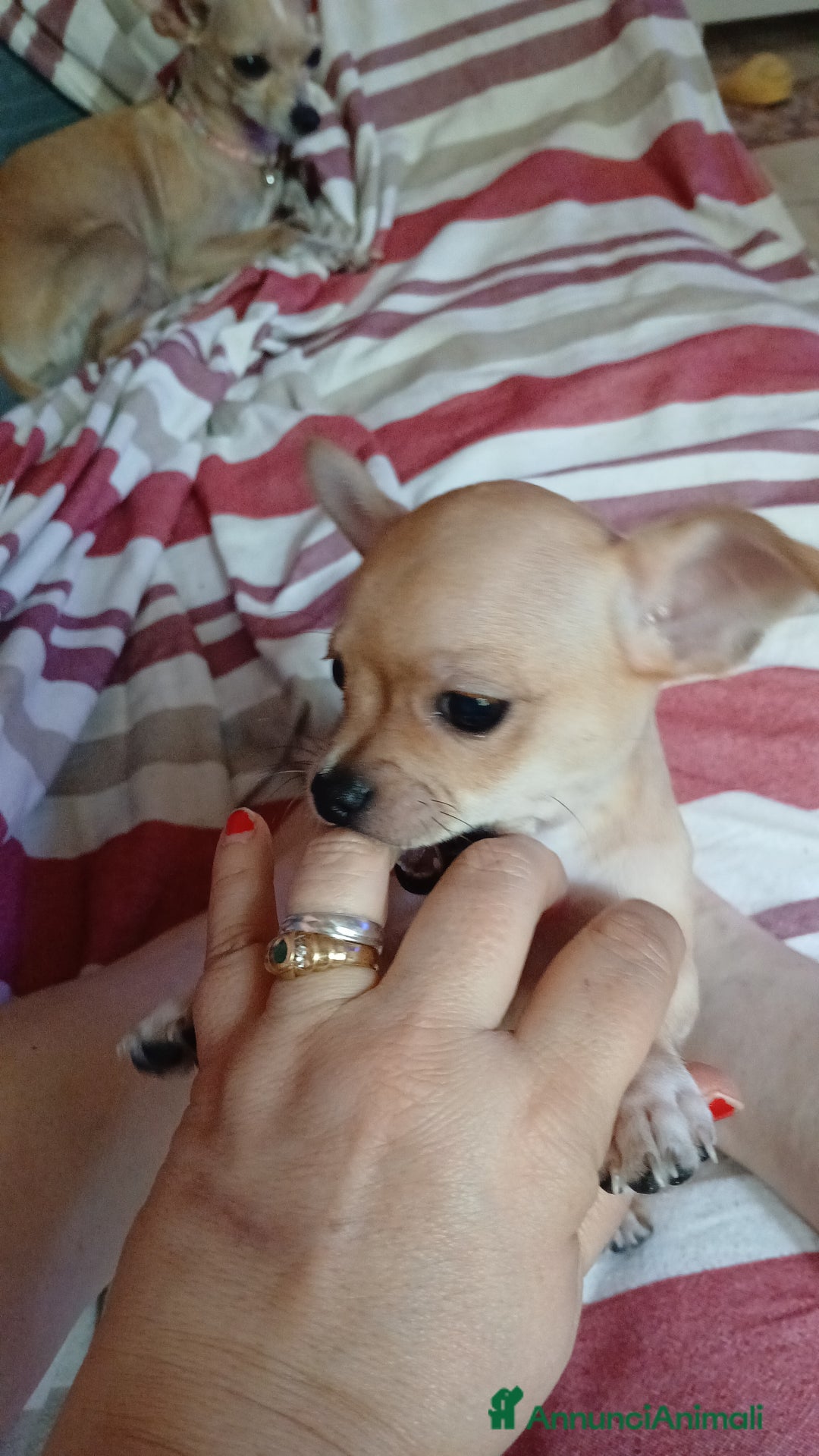 Chihuahua cani in vendita: Chihuahua Cuccioli stupendi a Città metropolitana di Roma Capitale - Immagine 4
