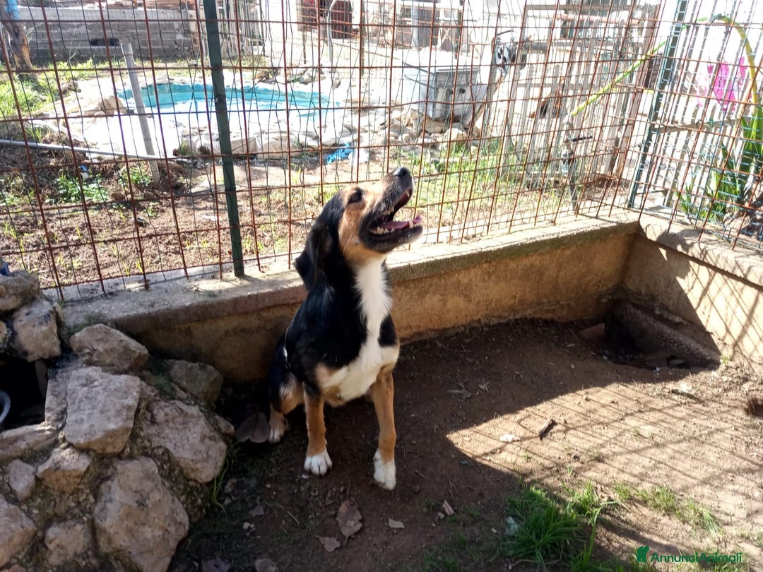 Meticcio cani in regalo: Gigio: 2 anni, socievole, equilibrato - Annuncio 3