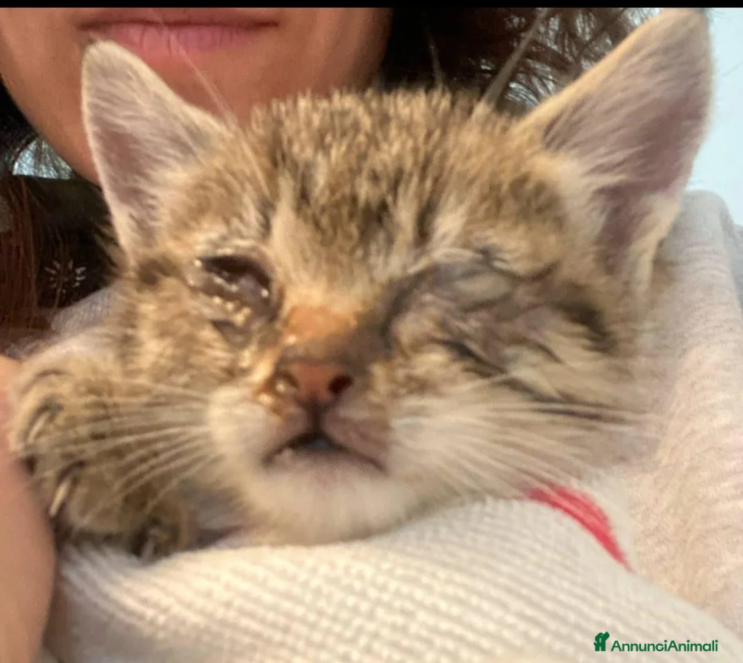Europeo gatti in regalo: Micino tigrato salvato da 1nubifragioURGENTE AIUTO - Annuncio 1