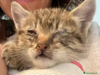 Europeo gatti Micino tigrato salvato da 1nubifragioURGENTE AIUTO - Annuncio 1