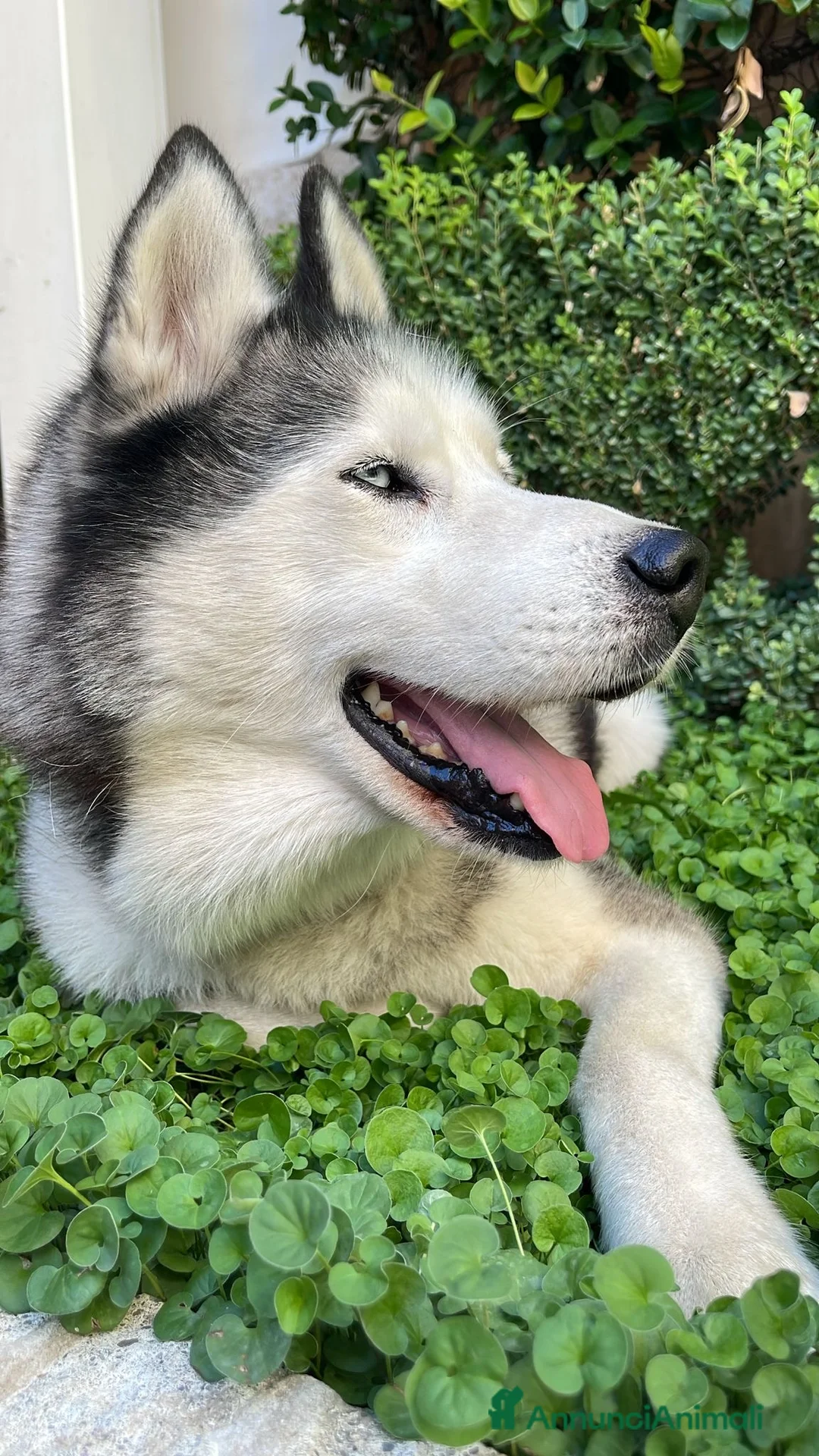 Husky cani in vendita: Cuccioli di siberian Husky  a Provincia di Caserta - Annuncio 2