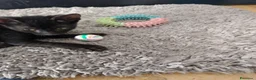 Meticcio gatti in regalo: Ciao a tutti da Sofì.! Splendida gattina di 2 mesi - Annuncio 4