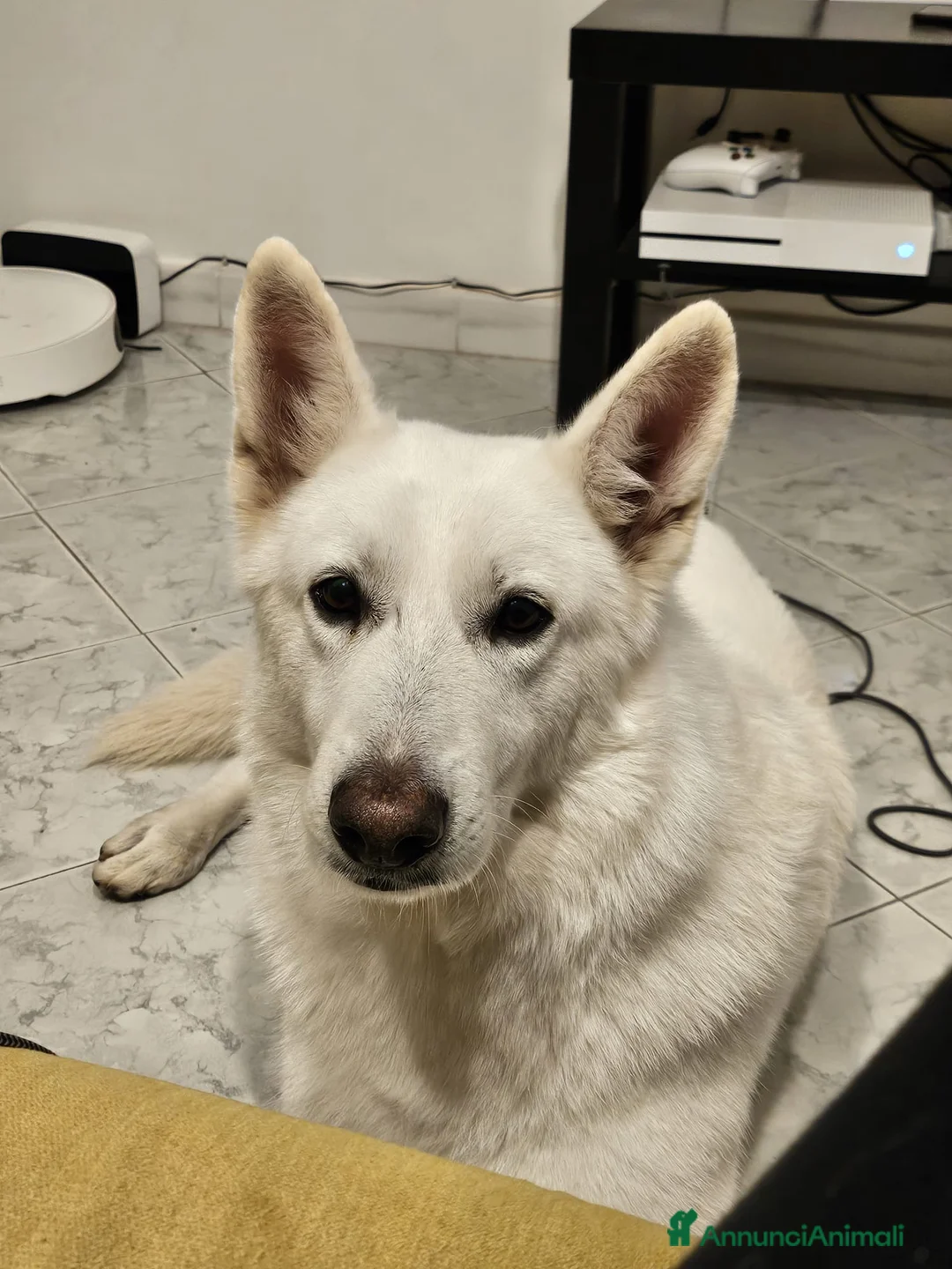 Pastore Svizzero cani in regalo: Simil Pastore Svizzero a Città metropolitana di Catania - Annuncio 5