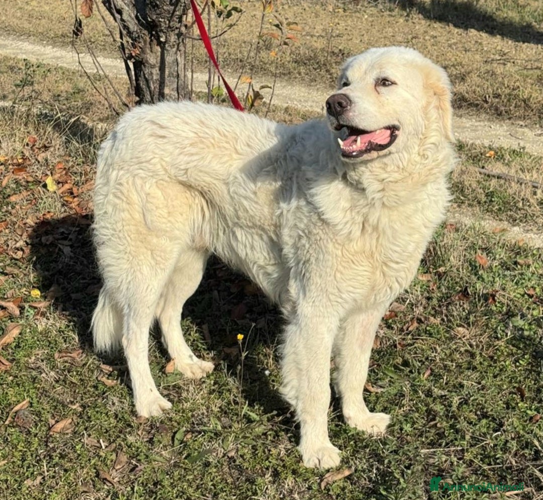 Pastore Maremmano cani in regalo: Travis 1 anno taglia grande  - Annuncio 4