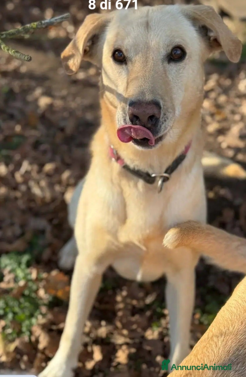 Meticcio cani Vasco 4anni mai avuto una casa! MILANO SOS - Annuncio 2