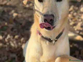 Meticcio cani Vasco 4anni mai avuto una casa! MILANO SOS - Annuncio 2