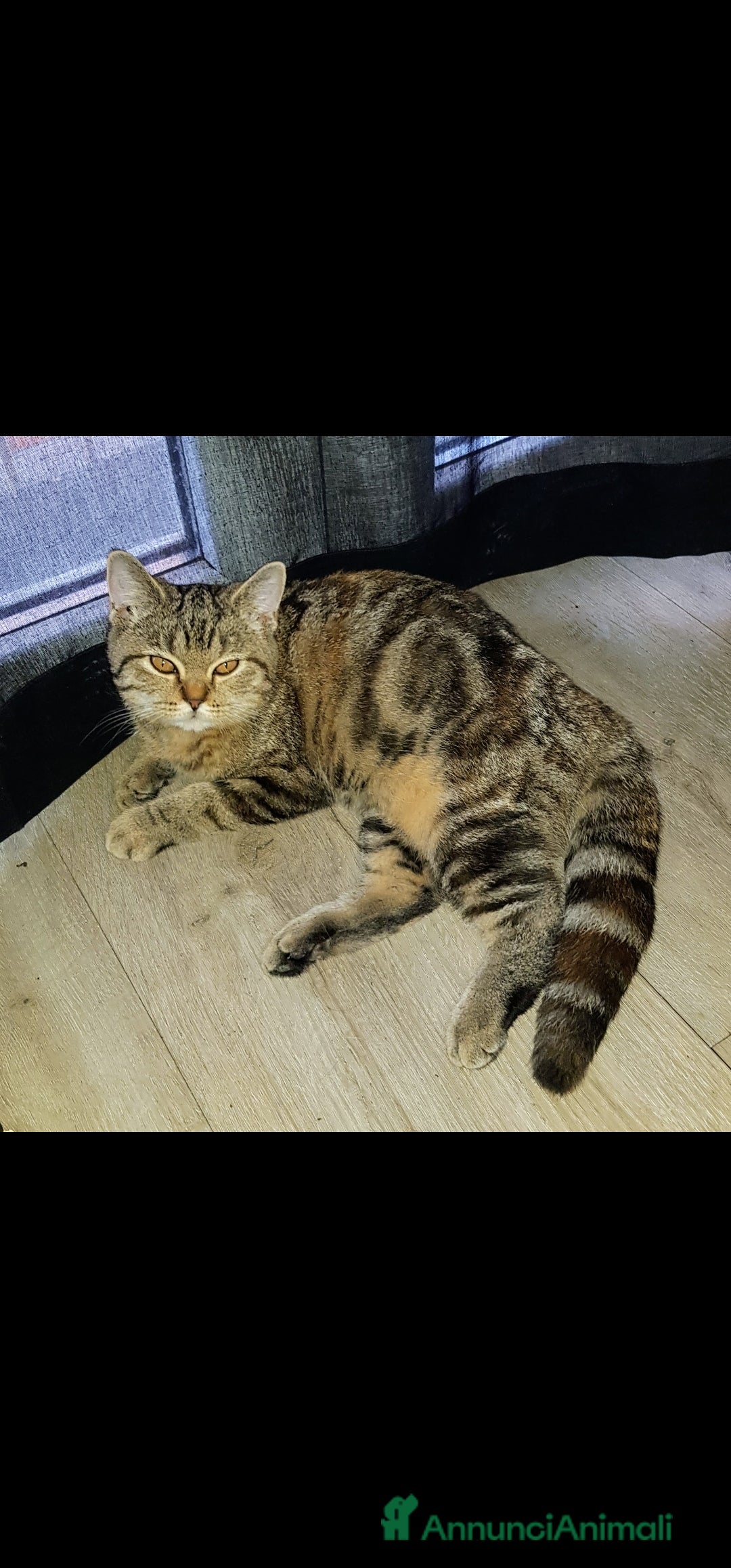 Scottish gatti in regalo: Scottish straight in regalo - Immagine 5