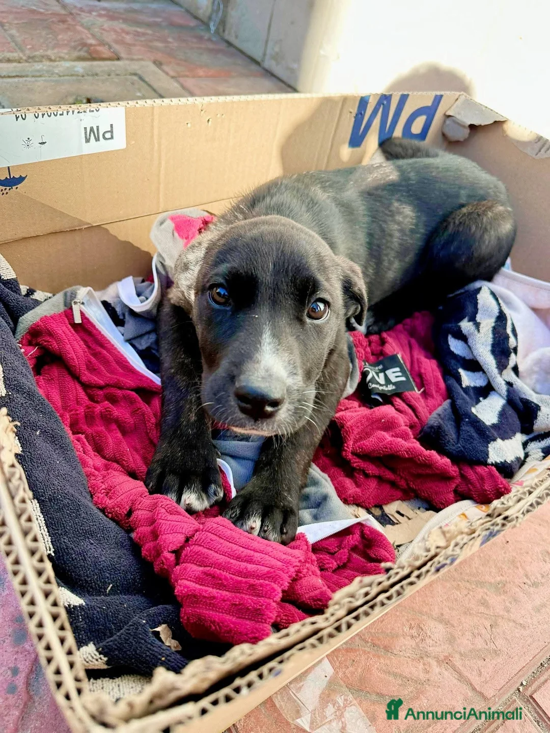 Pitbull cani in regalo: ADOZ.DEL CUORE: cuccioli rifugiati in un garage  - Annuncio 2