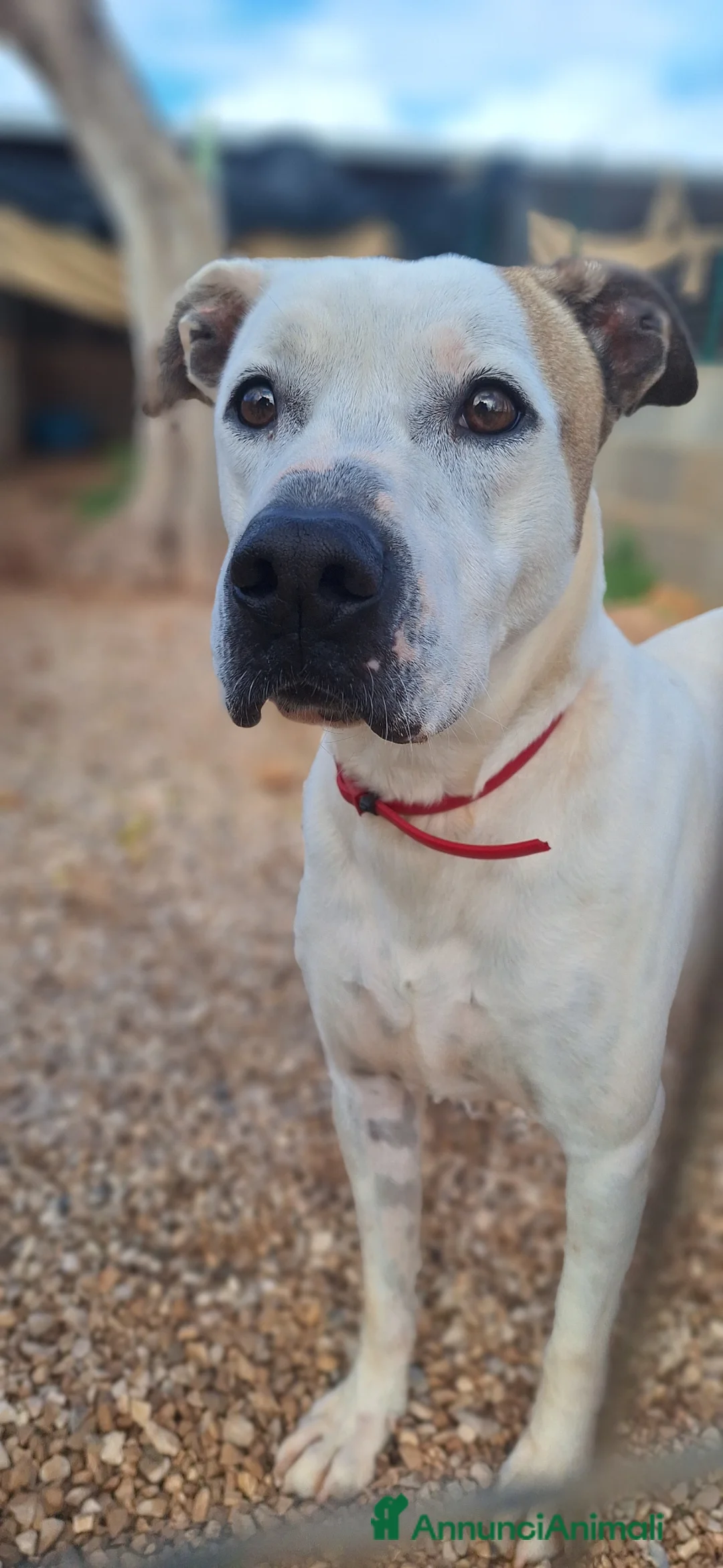 Meticcio cani in regalo: Spyke il cucciolo rifiutato da tutti  - Annuncio 1