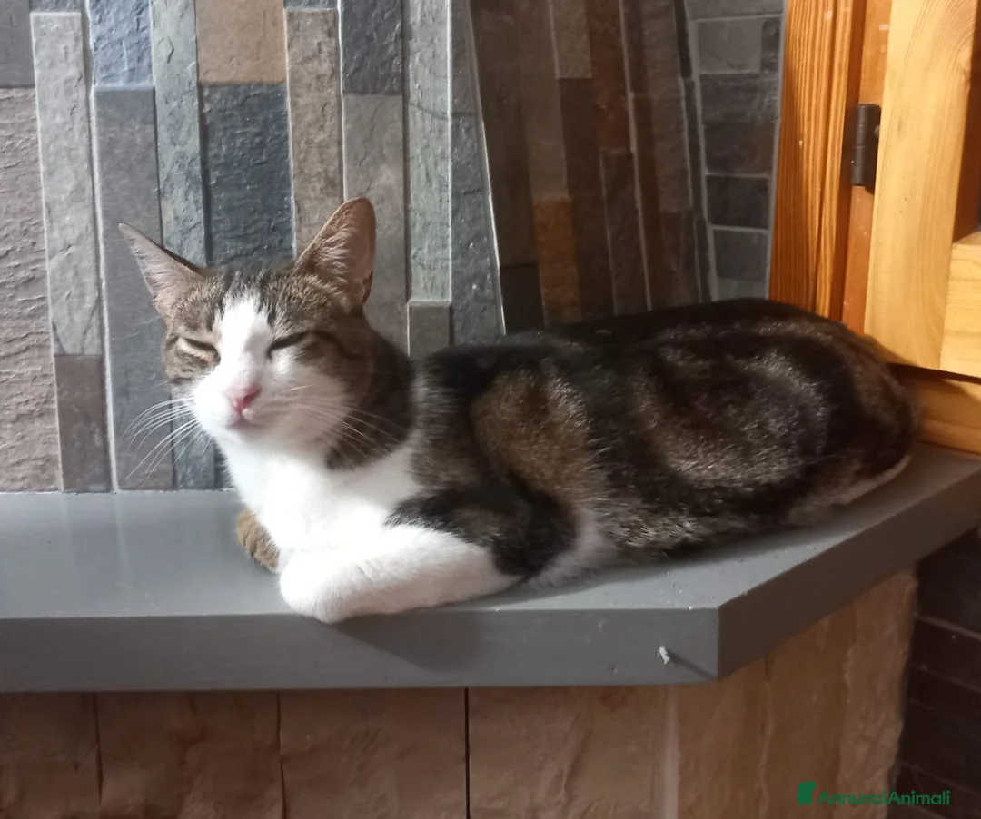 Europeo gatti in regalo: Affettuoso gattino da adottare, MICKY ! - Annuncio 7