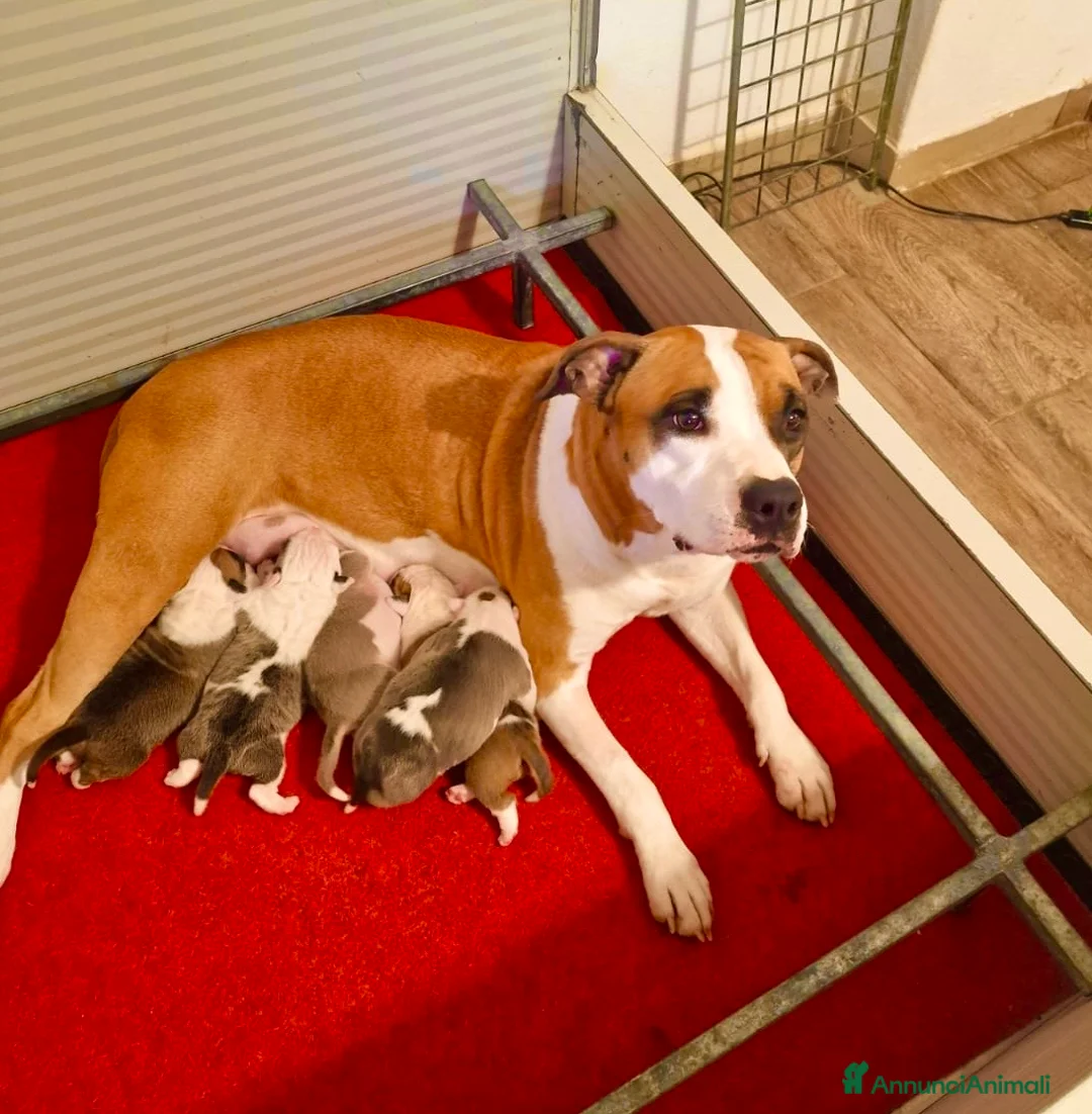 American Staffordshire cani in vendita: Cuccioli di amstaff disponibili - Annuncio 7