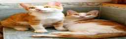 Europeo gatti in regalo: FRATELLINI ROSSI DOLCISSIMI TOMMY E WILLY - Annuncio 1