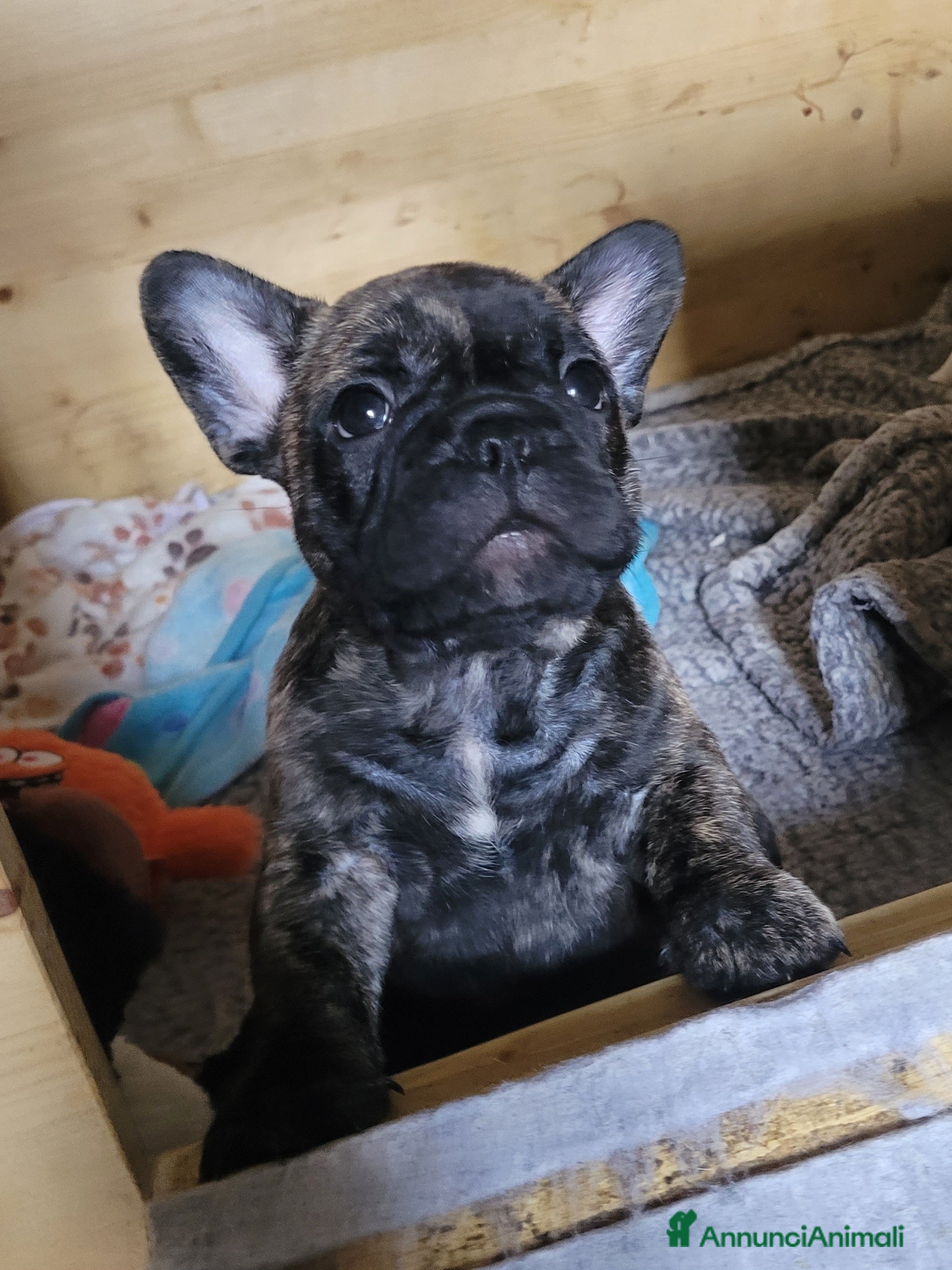 Bulldog Francese cani cucciolo bulldog francese - Annuncio 8