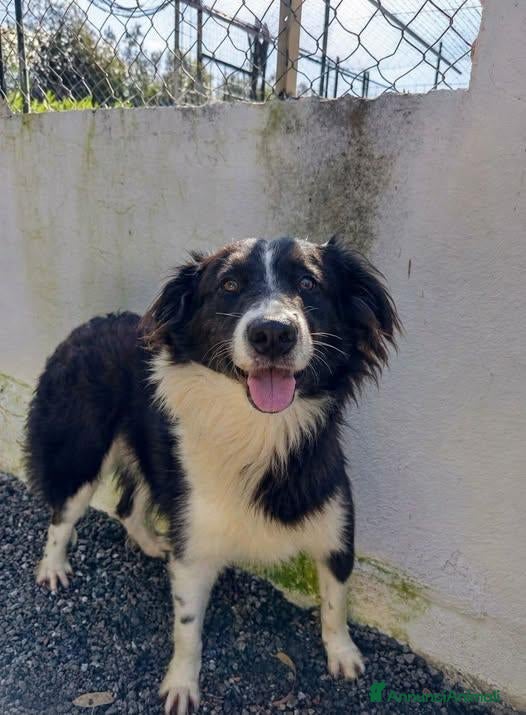 Meticcio cani in regalo: Oscar - Annuncio 13