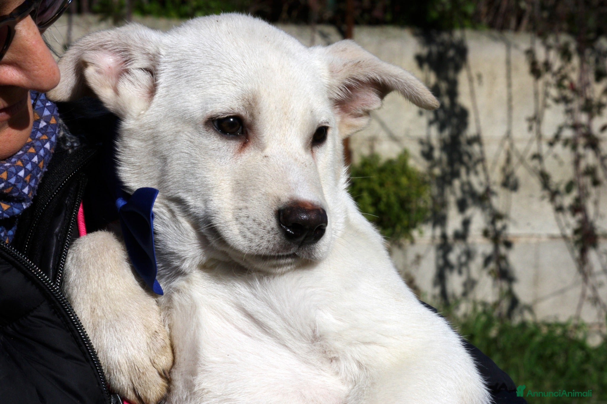Meticcio cani Mario mix akita in adozione  - Annuncio 26