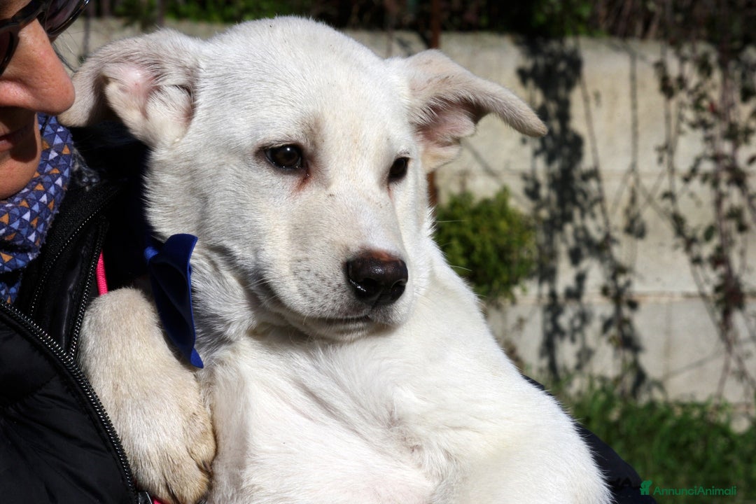 Meticcio cani in regalo: Mario mix akita in adozione  - Annuncio 1