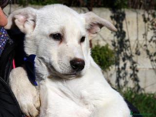 Meticcio cani Mario mix akita in adozione - Annuncio 26