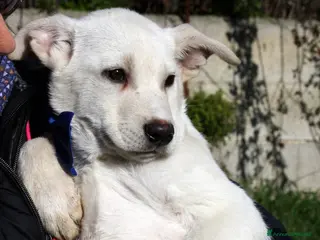 Meticcio cani Mario mix akita in adozione - Annuncio 13