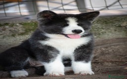 Akita Inu cani in vendita: Akita Inu  a Provincia di Belluno - Immagine 7
