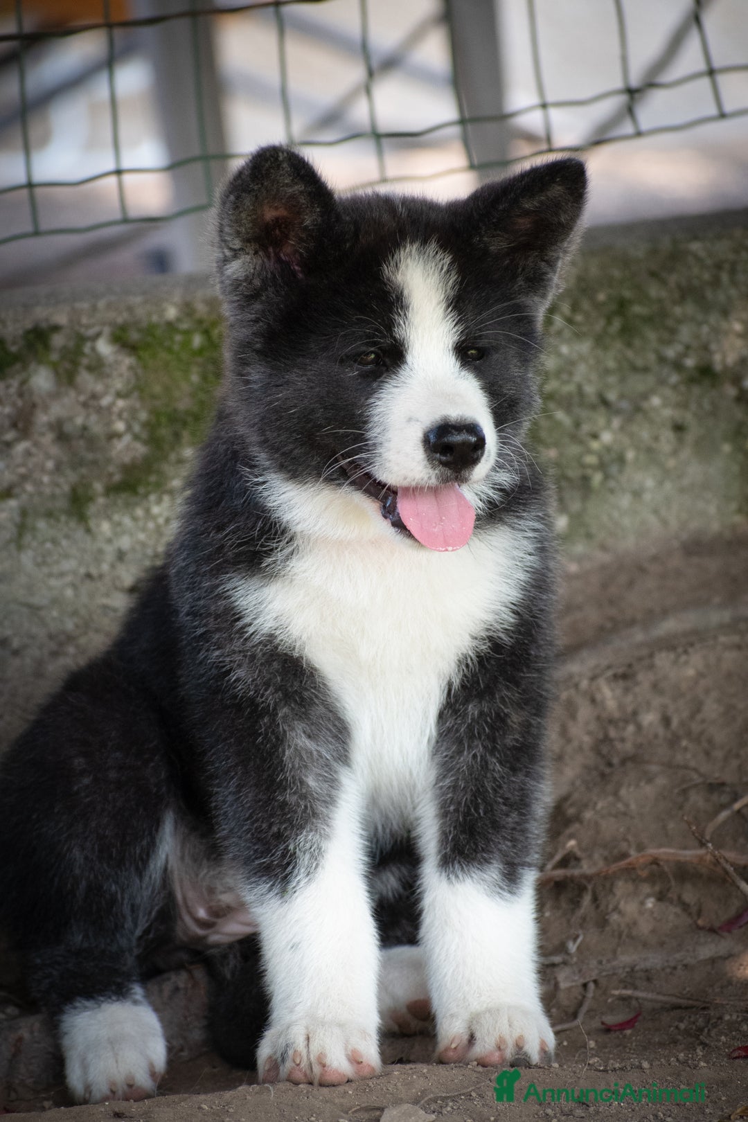 Akita Inu cani in vendita: Akita Inu  a Provincia di Belluno - Immagine 7