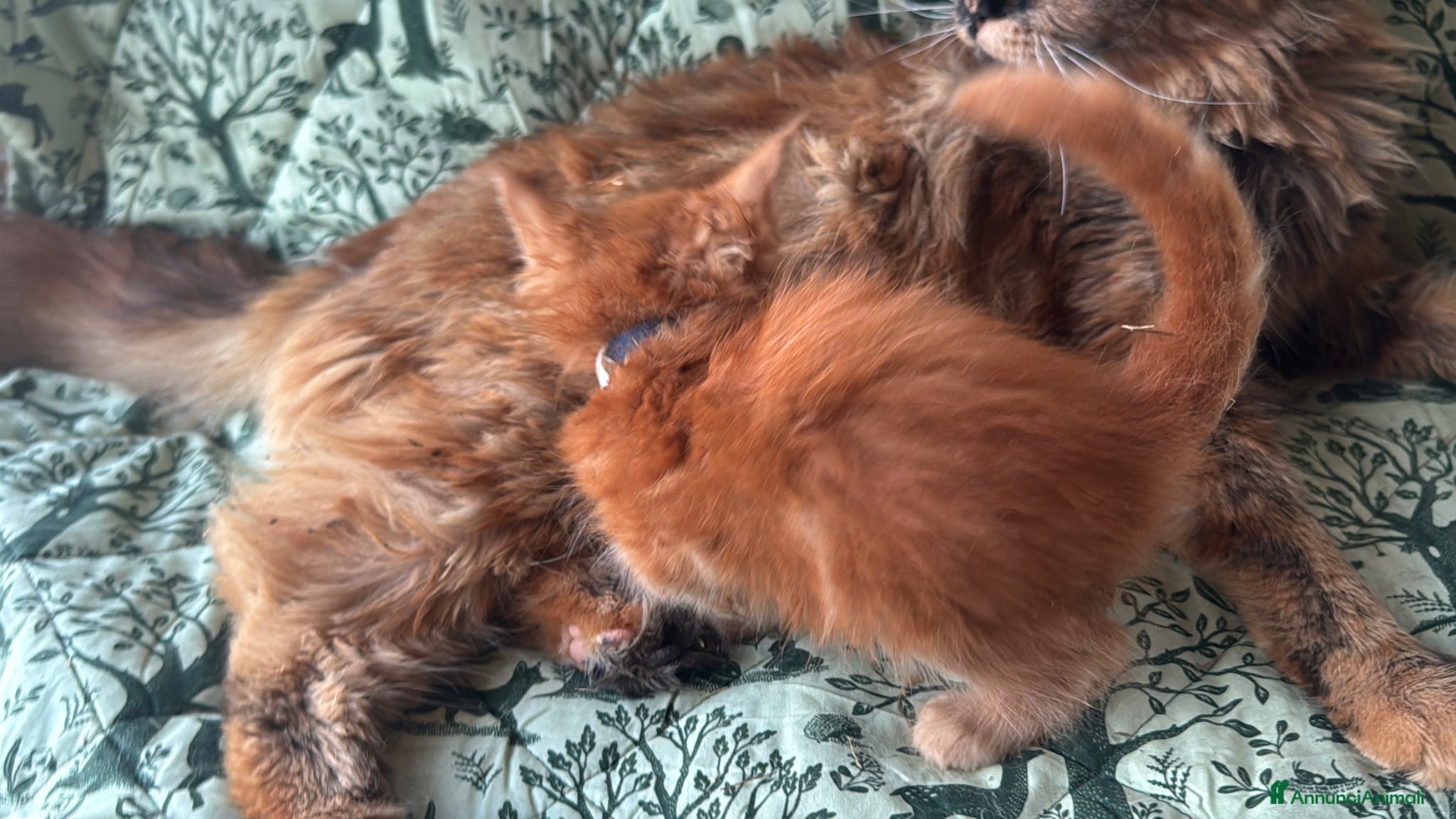 Maine Coon gatti in vendita: Cuccioli di maine coon rossi  - Annuncio 10