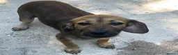 Meticcio cani in regalo: CUCCIOLA MEDIO PICCOLA - Annuncio 3